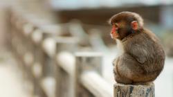 User Profile: CompassionateChimp