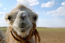 User Profile: SmilingCamel55