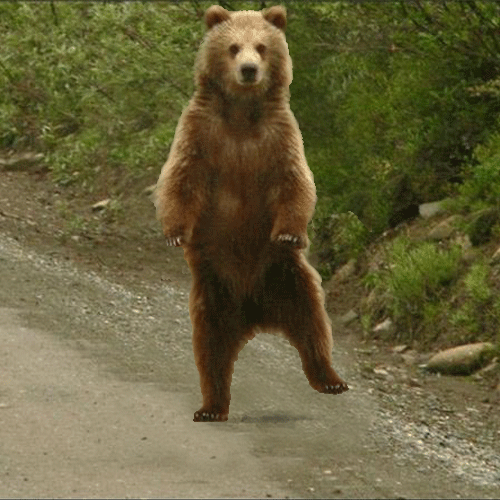 User Profile: Bearny