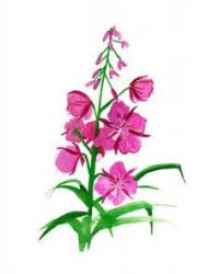 Profile: Fireweed