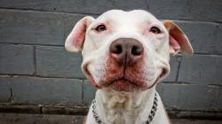 User Profile: FriendlyDoggo