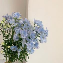 User Profile: goldenFlower74