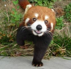 Profile: PandaPots23