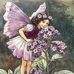 User Profile: Mulberry