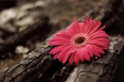 User Profile: Hermom