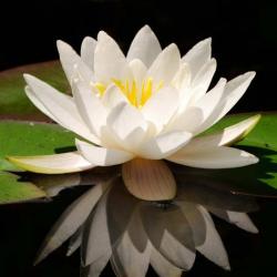 User Profile: WhiteLotus