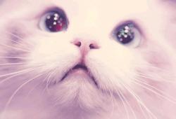 User Profile: TeaKittens