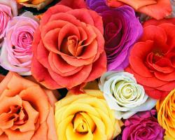 User Profile: AndiLove
