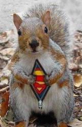 User Profile: SuperSquirrel1