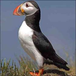 User Profile: ThePuffin