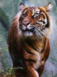 User Profile: Tiger89