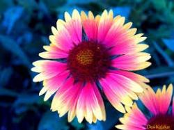 User Profile: Xxflowerpowerxx