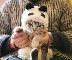 User Profile: winterpanda