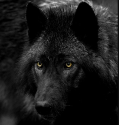 User Profile: SkylerBlack77