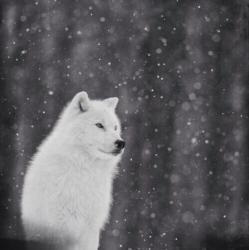 User Profile: winterWolf1105