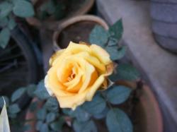 User Profile: sunshinePoetry94
