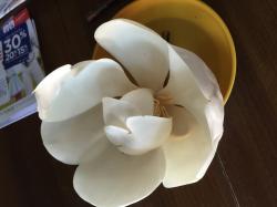 User Profile: MariposaLily