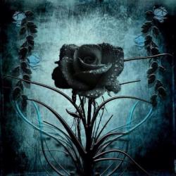 User Profile: BlackRose522