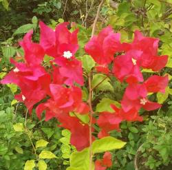 User Profile: carefreefemme