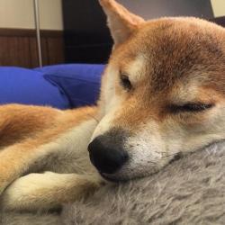User Profile: ShibaShawn
