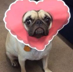 User Profile: ilovethemoon