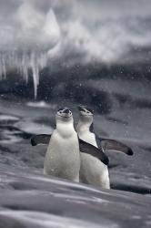 User Profile: LovingPenguinxo