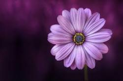 User Profile: gloriousSunrise61