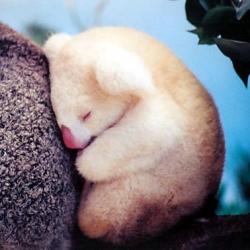 User Profile: ChillKoala