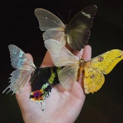 User Profile: p1nkfloyd