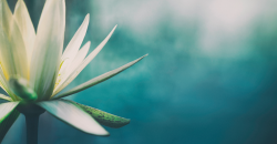 User Profile: Ruek