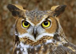 Profile: OwlsSanctum