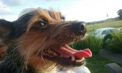 User Profile: BouncyTurtleDream
