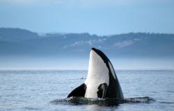 Profile: HappyWhale