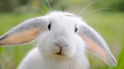 User Profile: rabbitpower19
