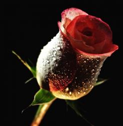 User Profile: calmSoul60