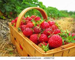 User Profile: Strawberrymitts101