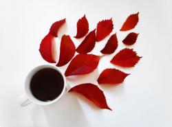 User Profile: TinyTea