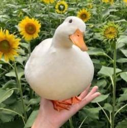 User Profile: thedaintyduck