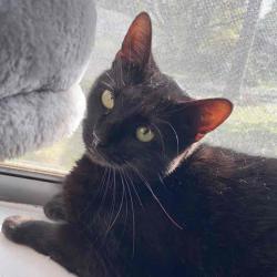 User Profile: AnEnigmaticEpoch