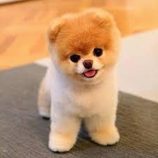User Profile: HealingPuppy