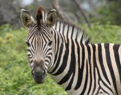 User Profile: sugaryZebra39
