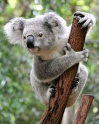 User Profile: KikiKoala932
