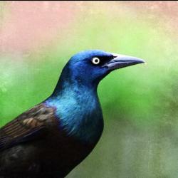 User Profile: Grackl3