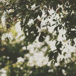 User Profile: wh1msical