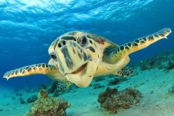 Profile: Hawksbill