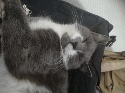 User Profile: LoveCats0595