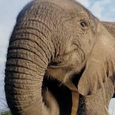 Profile: elephantatheart