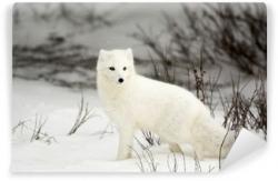 User Profile: ArcticFox667