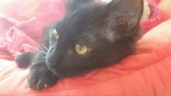 User Profile: Cataddictedlisten
