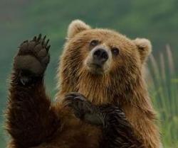 Profile: lbearsnacktime